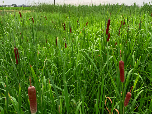 gamanomi, GAMA,  cattail ears. 