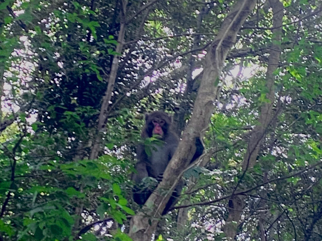 nihonzaru : Japanese Monkey. 