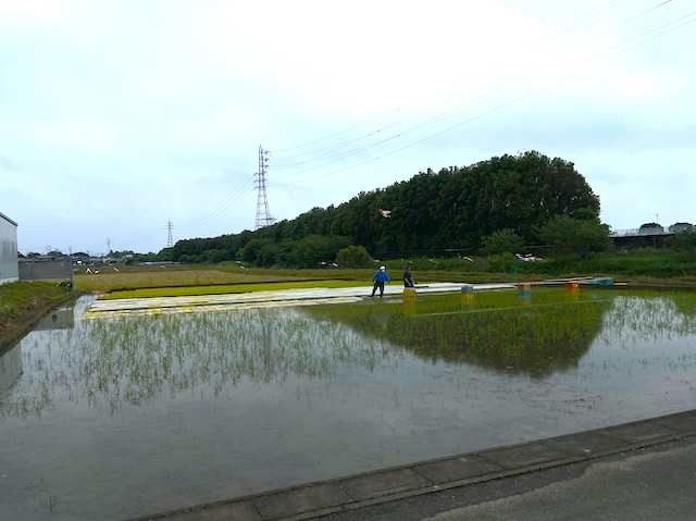 taue, Narrow path in Tokyo. , Narrow path in Tokyo. 東京田んぼ, 田植えの季節. 春爛漫 東京の農業, 田植え, 米農業, 東京の田舎, 東京の自然, 自転車ライド, Tokyo rice fields, rice planting season. Spring in full bloom Tokyo agriculture, rice planting, rice agriculture, Tokyo countryside,  Tokyo's nature,  Tokyo sightseeing, 東京らんぶりん,  Clear sky. Discover Japan, Paddy field, The Catcher in the Rye,  wheat field,  BMXライド, MTBライド, 春, 都会ライド, BIKE RIDE, autumn sky, cold, tokyo Tokyo Ranburin, bicycle Ranburin, winter wind, Autumn 2023. Autumn leaves TOKYO,Autumn breeze, Autumn sky. MTB RUN, BMX RUN, MTB RIDE, BMX RIDE, premonition of Autumn, Tokyo tamagawa, bike ride Tokyo, Tourist spots in Tokyo, cumulonimbus, Autumn blue, Tokyo BICYCLE, 東京の秋, 自転車ライド, tokyo dale, bike ride, tokyo clear water. tokyo, Putter.  Wandering BMX, Wandering TOKYO, Puttering. potaring Narrow path in Tokyo. mountain of TOKYO, luna tokyo. wind ripples, tokyo bay Wandering BICYCLE, 自転車徘徊, bicycle stroll, shop,  tokyo season sky, Tokyo bmx, Tokyo city,  tokyo, TOKYO is hot, Tokyo old school bmx, tokyo WIND, Tokyo tamagawa, tokyo city, Tokyo waterfront,  ポタリング. 風の匂い, Sea Breeze, vivid sky, surf, 東京の空, Foreigners in Tokyo, 多摩川BMX, TOKYO Suburbs, escape, motobecane, vintage mtb, vintage atb, 東京湾, mtb ビンテージ, mtb オールド, オールド マウンテン バイク, OLD MOUNTAIN BIKE,  old mtb, old klunker, オールド クランカー, 自転車徘徊,  青い空, エスケイプ, Easy ride, Sunny days, tamagawa wind ripples, I'm lost in world, I'm lost in tokyo. 月夜, のらねこ. 自転車乗ろうよ, VINTAGE BICYCLE, ロード・バイク, road bike. 